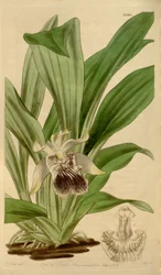 Illustration von Cochleanthes flabelliformis (als syn. Zygopetalum cochleare)